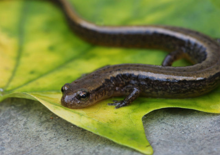 Two-lined Salamander